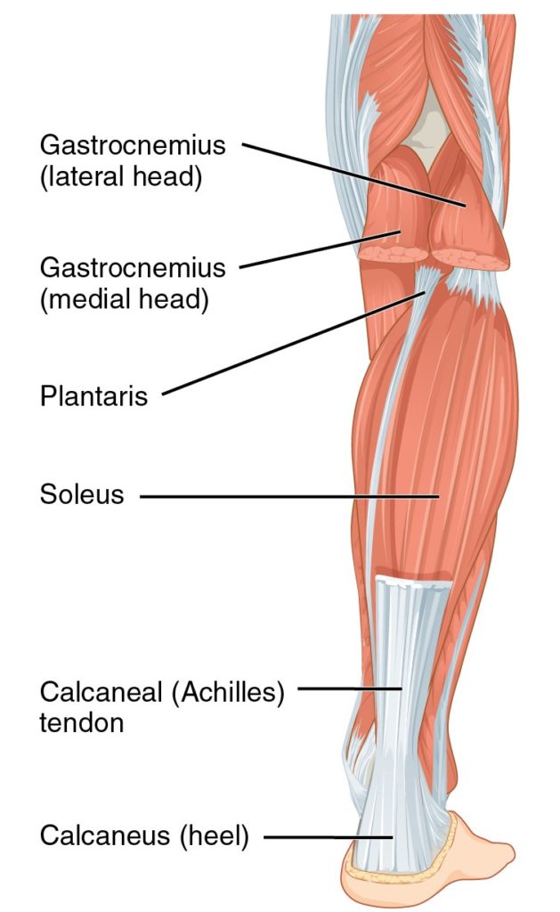 Calf Muscles Superficial Anatomy