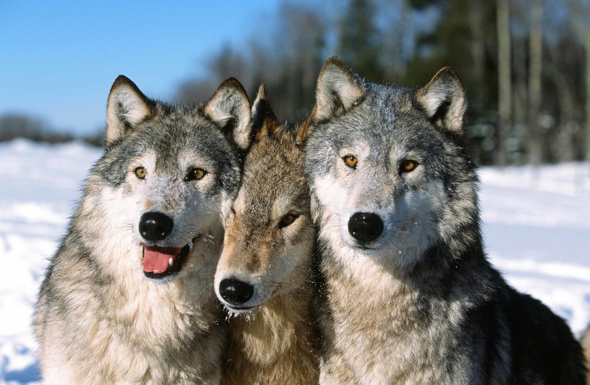 Three Wolf Pack