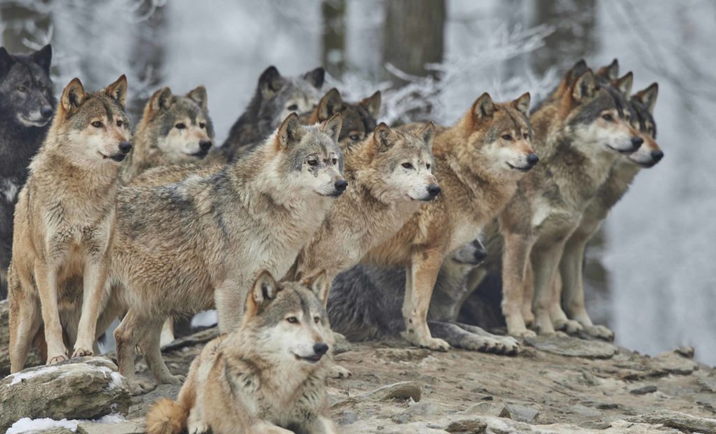 Wolf Pack