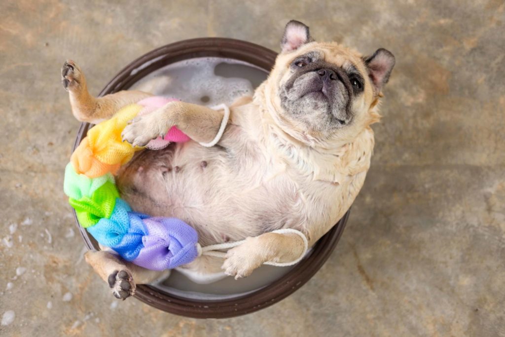 Pug In Bath