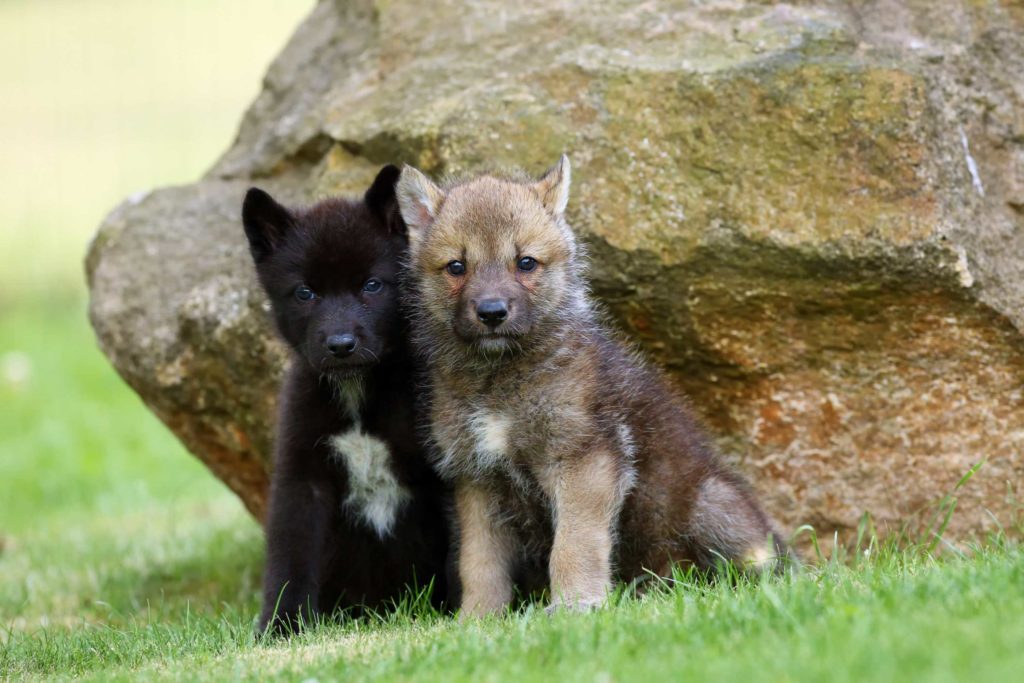 Wolf Pups