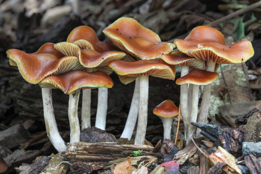 Australian Magic Mushrooms