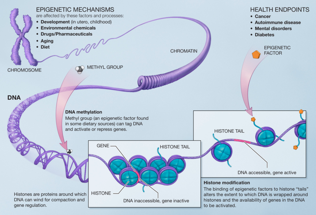 Epigenetic Mechanisms